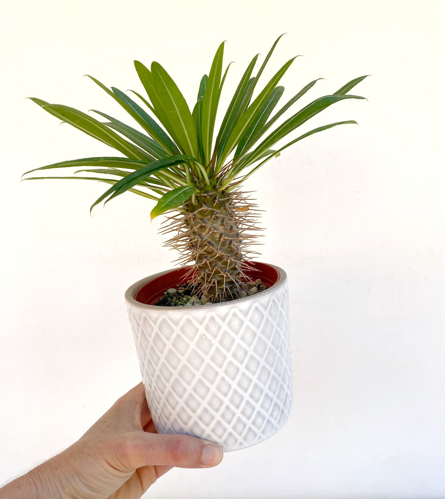Mini Palm in White Ceramic Pot – Cute Live Plant Gift – Madagascar Palm