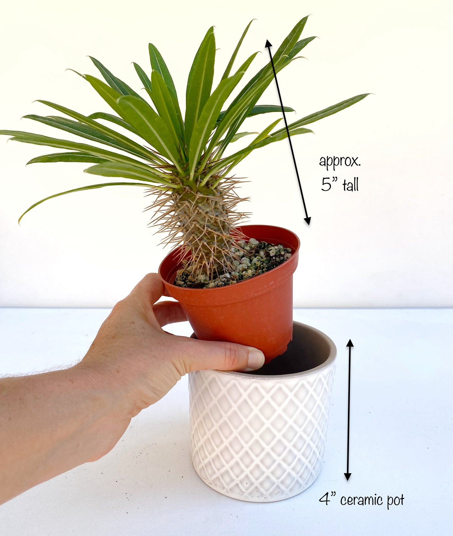 Mini Palm in White Ceramic Pot – Cute Live Plant Gift – Madagascar Palm