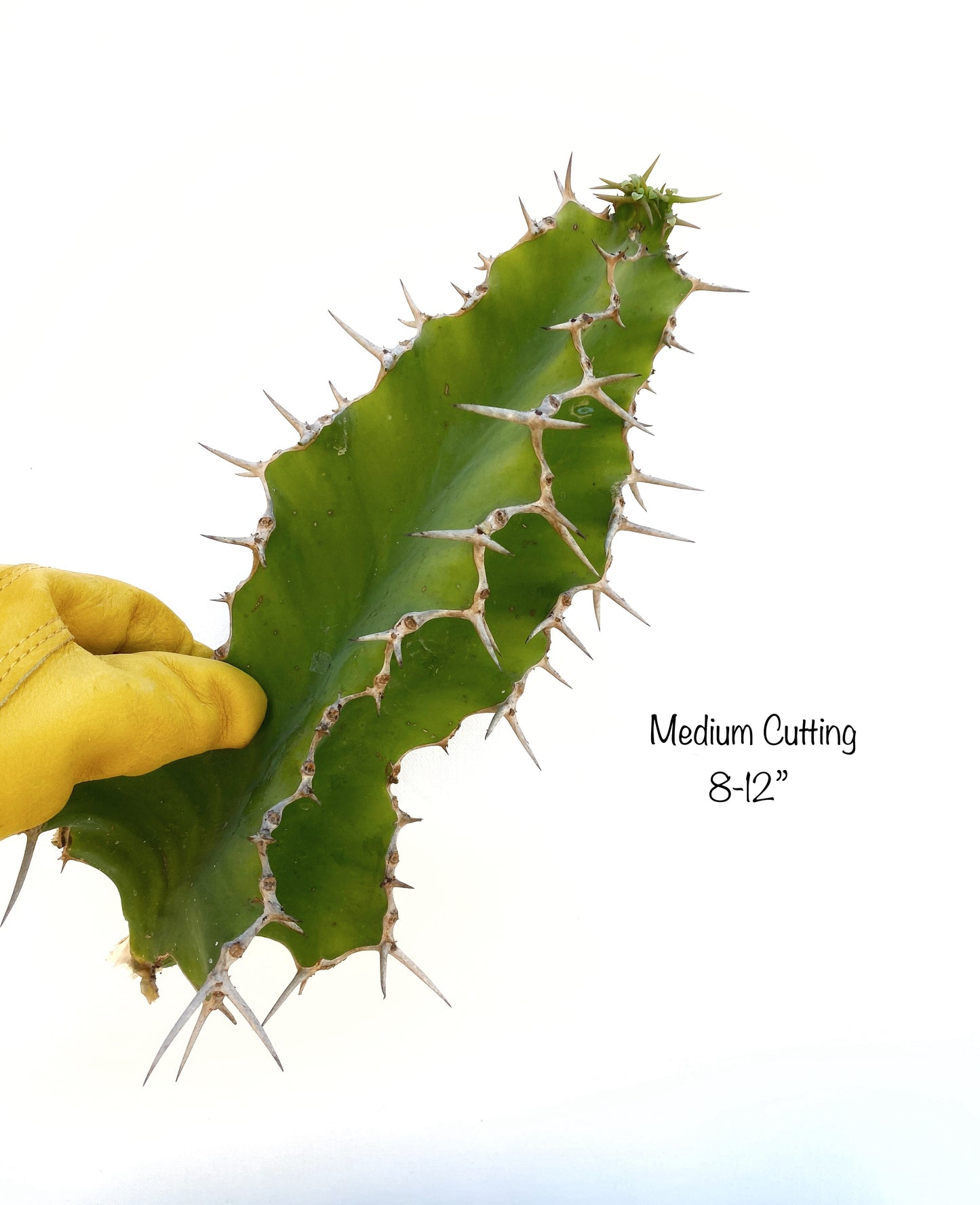Euphorbia grandicornis – Cow’s Horn Euphorbia Cuttings – Grown in Elfin Forest, California