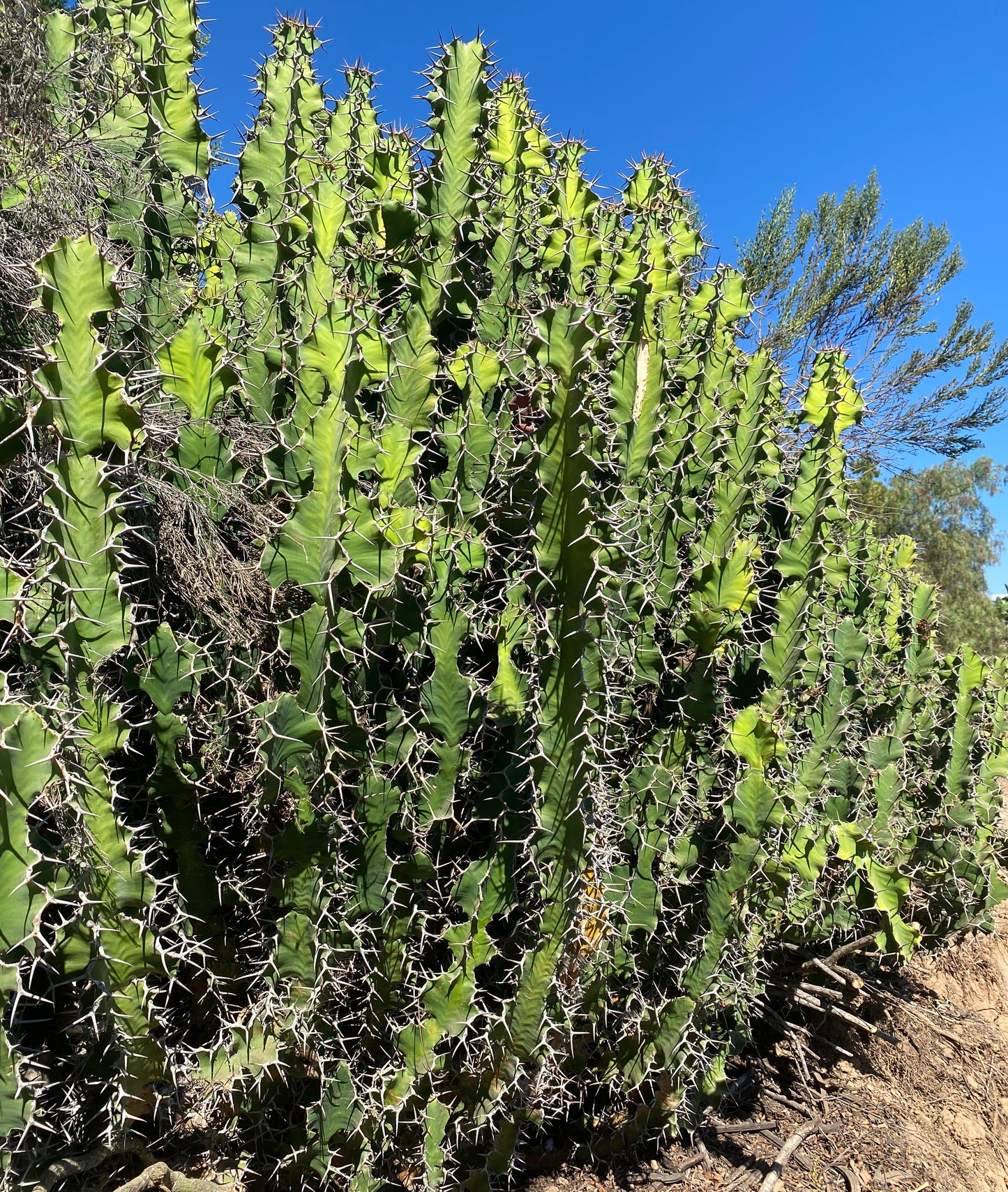 Euphorbia grandicornis – Cow’s Horn Euphorbia Cuttings – Grown in Elfin Forest, California