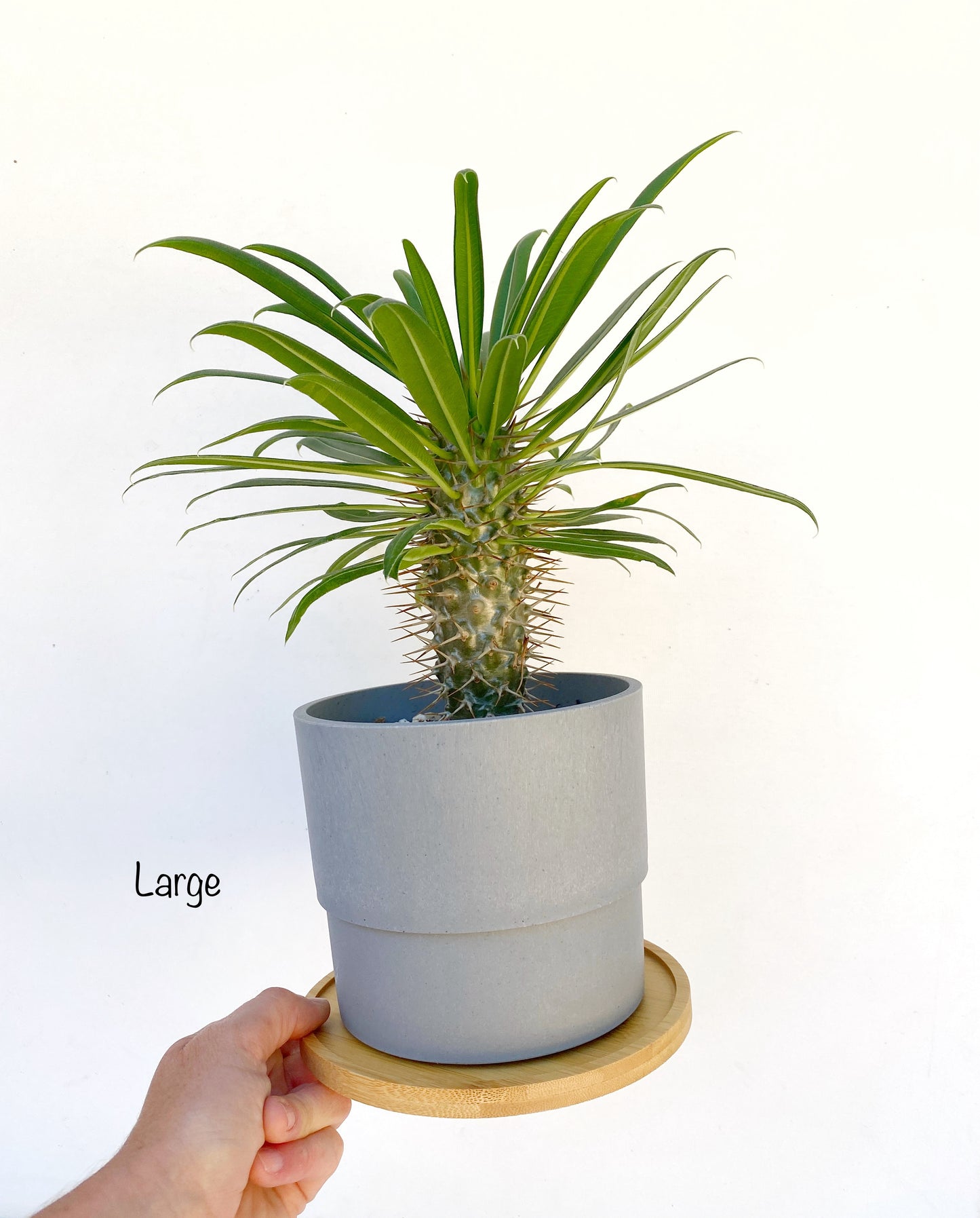 Mini Madagascar Palm – Live Plant in Eco Concrete-Look Planter with Bamboo Tray – Perfect Gift
