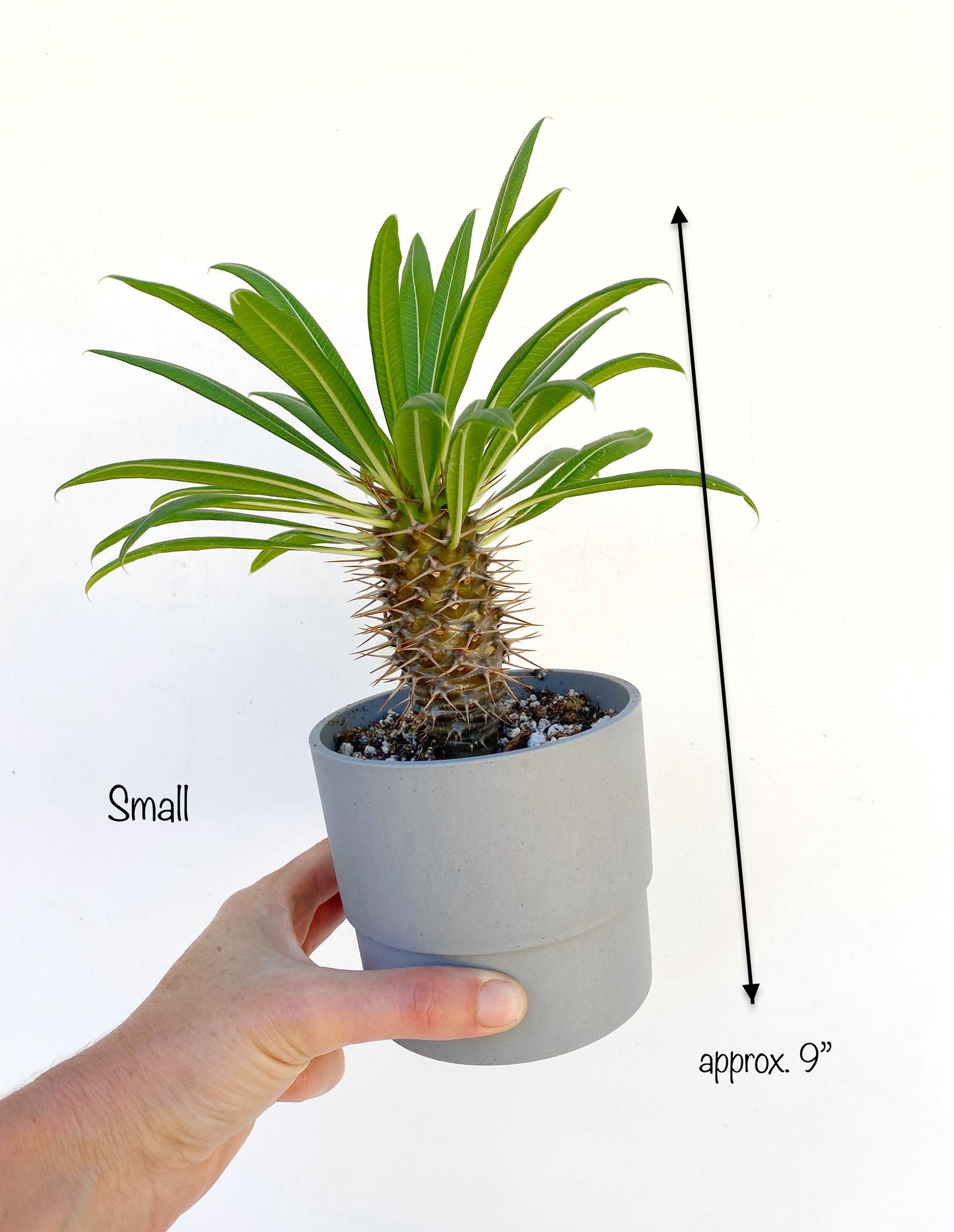 Mini Madagascar Palm – Live Plant in Eco Concrete-Look Planter with Bamboo Tray – Perfect Gift