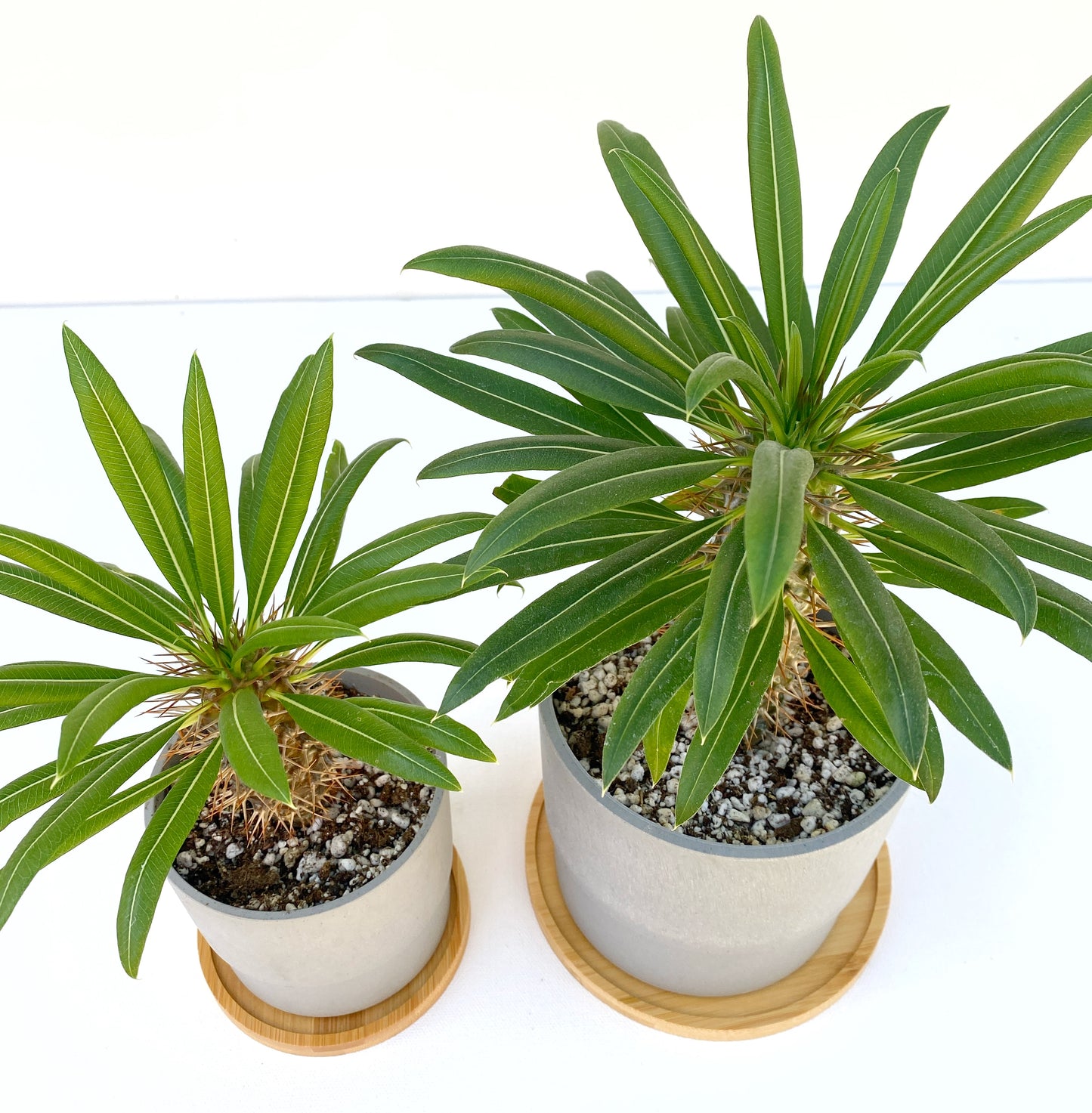 Mini Madagascar Palm – Live Plant in Eco Concrete-Look Planter with Bamboo Tray – Perfect Gift