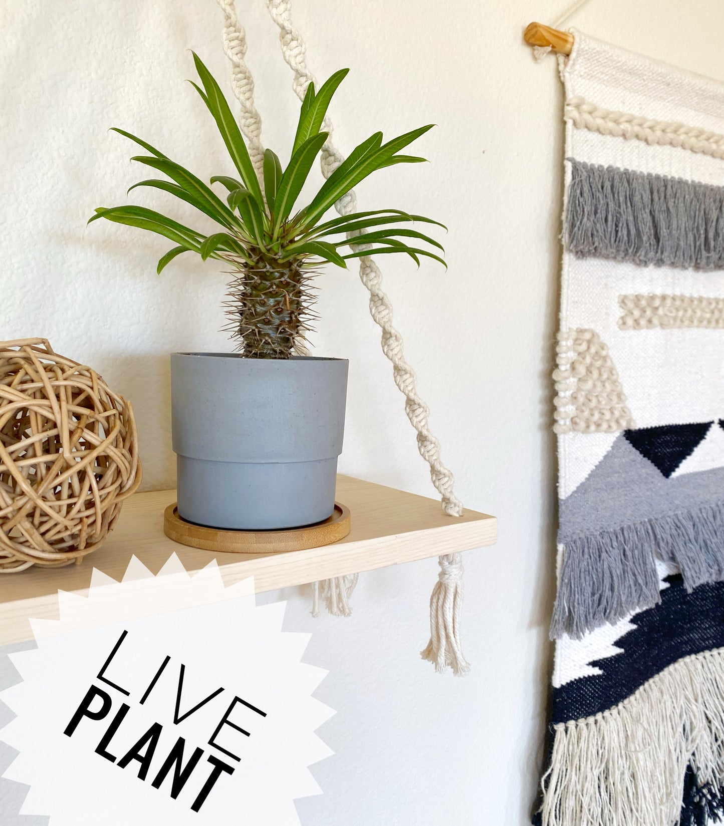 Mini Madagascar Palm – Live Plant in Eco Concrete-Look Planter with Bamboo Tray – Perfect Gift