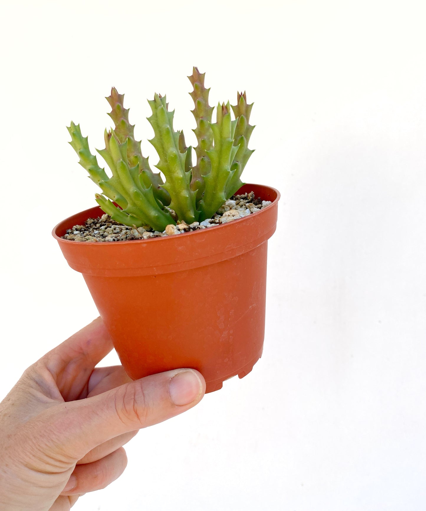 Stapelia variegata (Starfish Flower) – Unique Succulent with Mottled Star Blooms – Grown in Elfin Forest, California