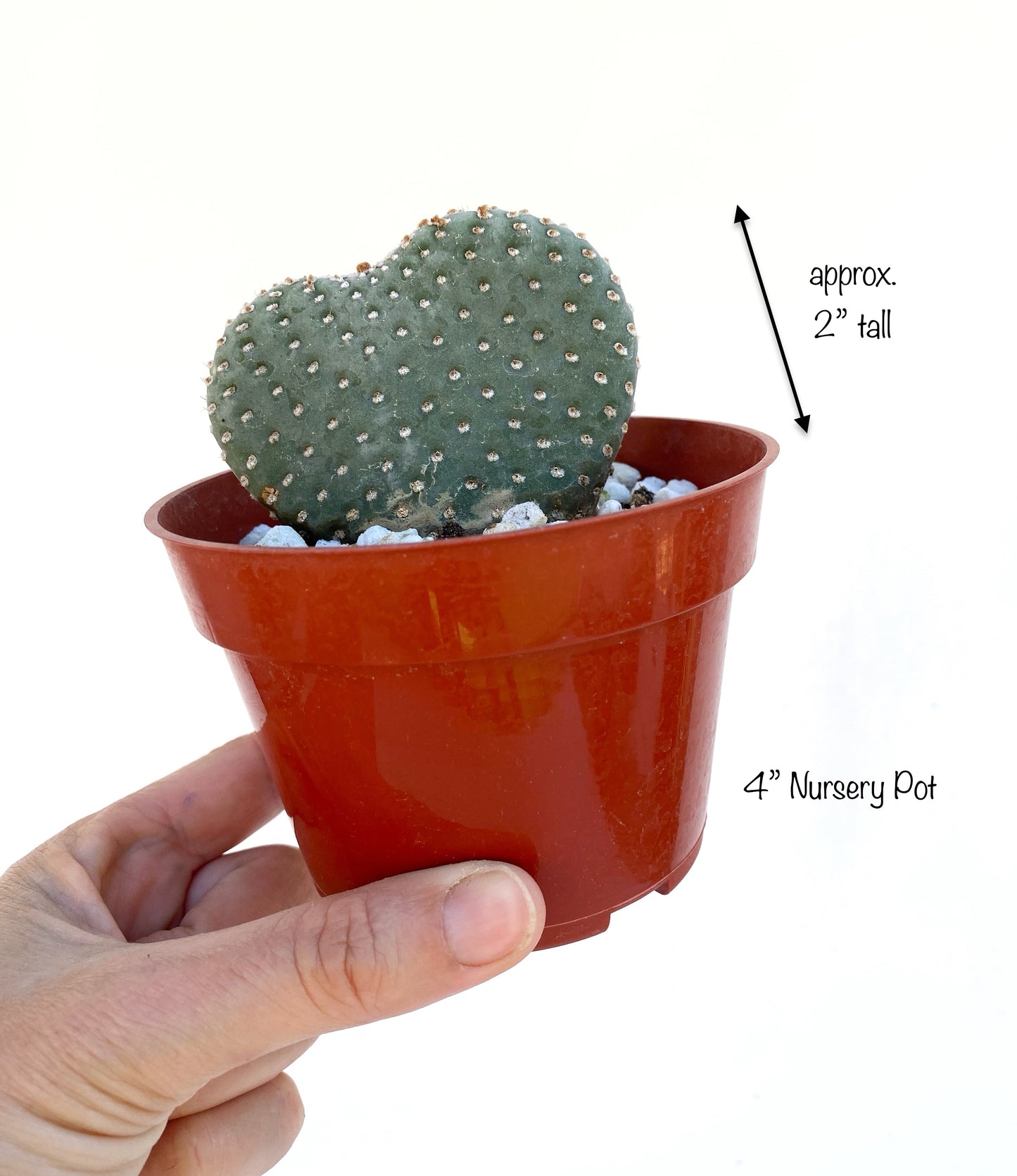 Heart Cactus (Opuntia sp.) – Rare Heart-Shaped Prickly Pear– Grown in Elfin Forest, California
