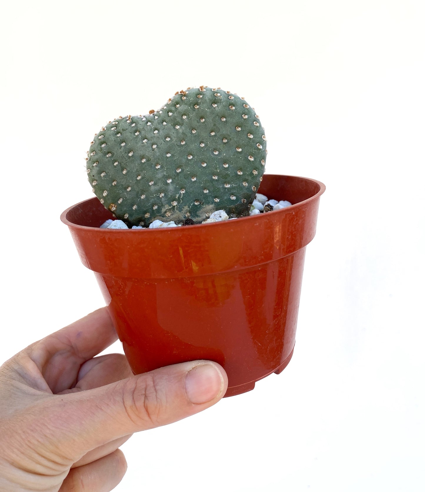 Heart Cactus (Opuntia sp.) – Rare Heart-Shaped Prickly Pear– Grown in Elfin Forest, California