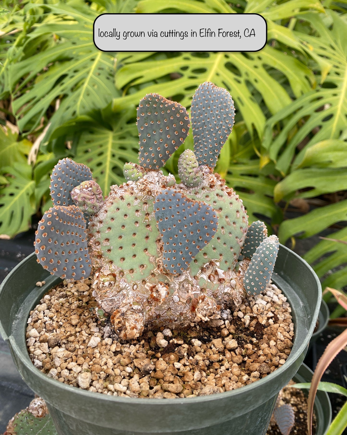 Heart Cactus (Opuntia sp.) – Rare Heart-Shaped Prickly Pear– Grown in Elfin Forest, California