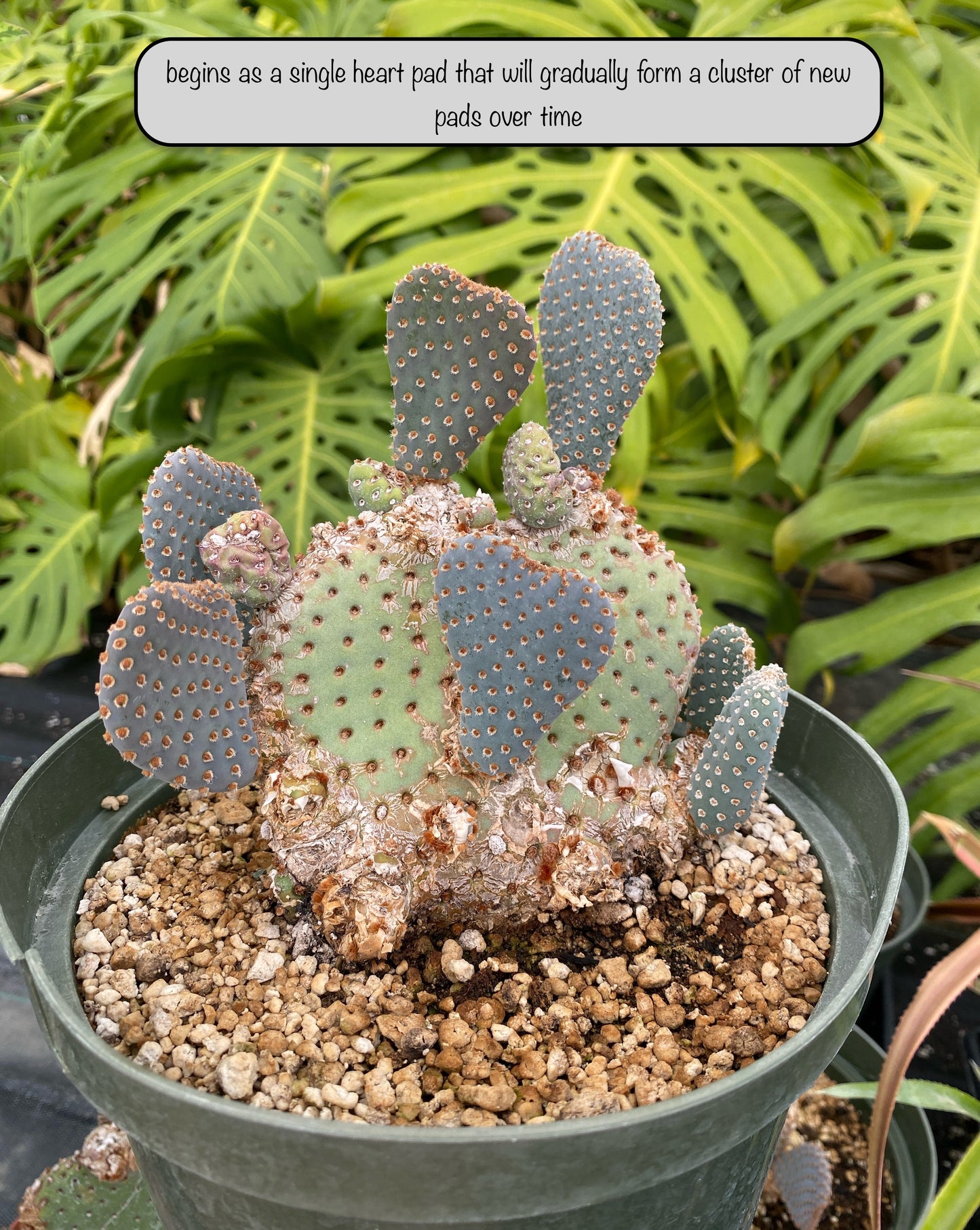 Heart Cactus (Opuntia sp.) – Rare Heart-Shaped Prickly Pear– Grown in Elfin Forest, California
