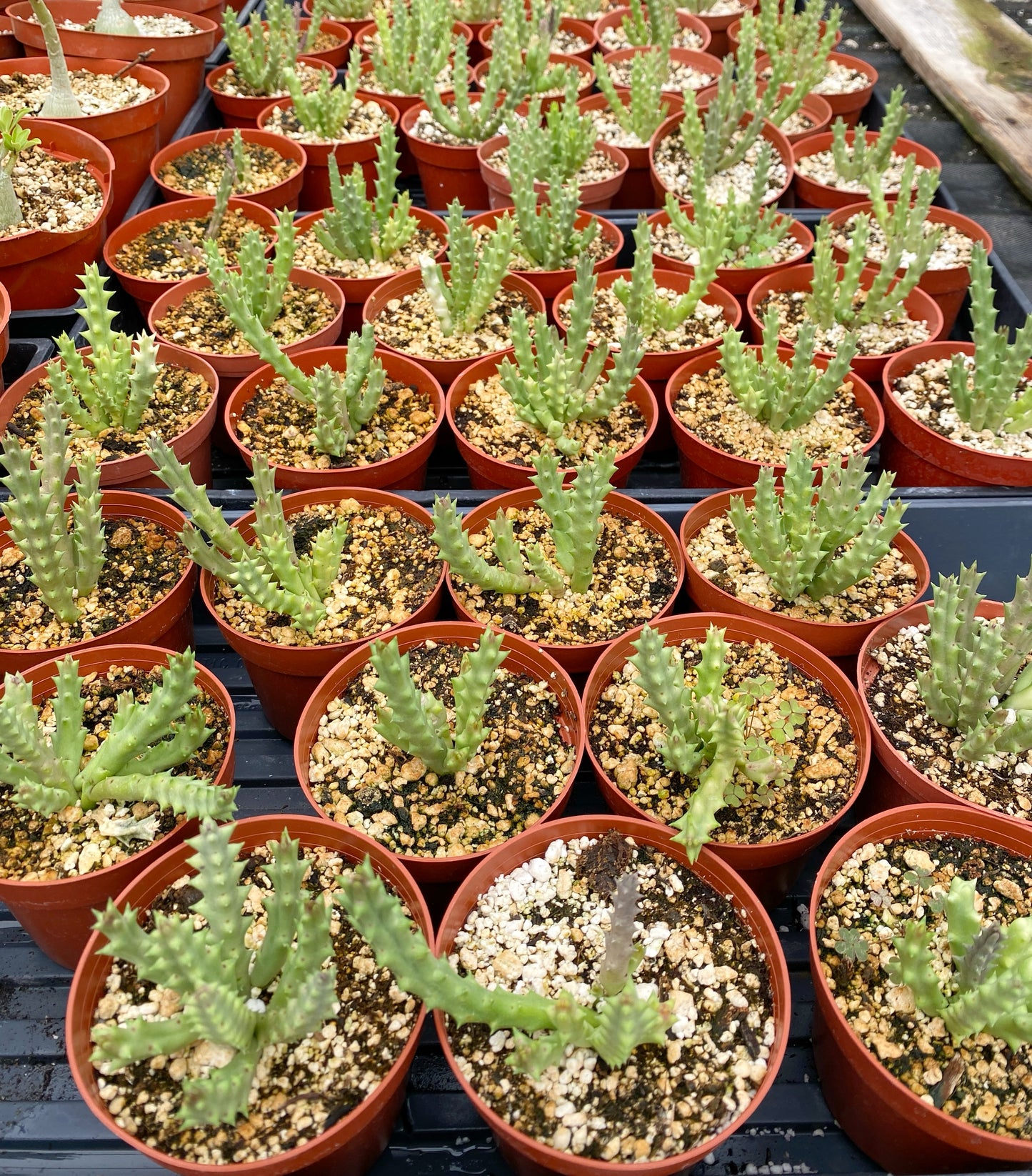 Stapelia variegata (Starfish Flower) – Unique Succulent with Mottled Star Blooms – Grown in Elfin Forest, California