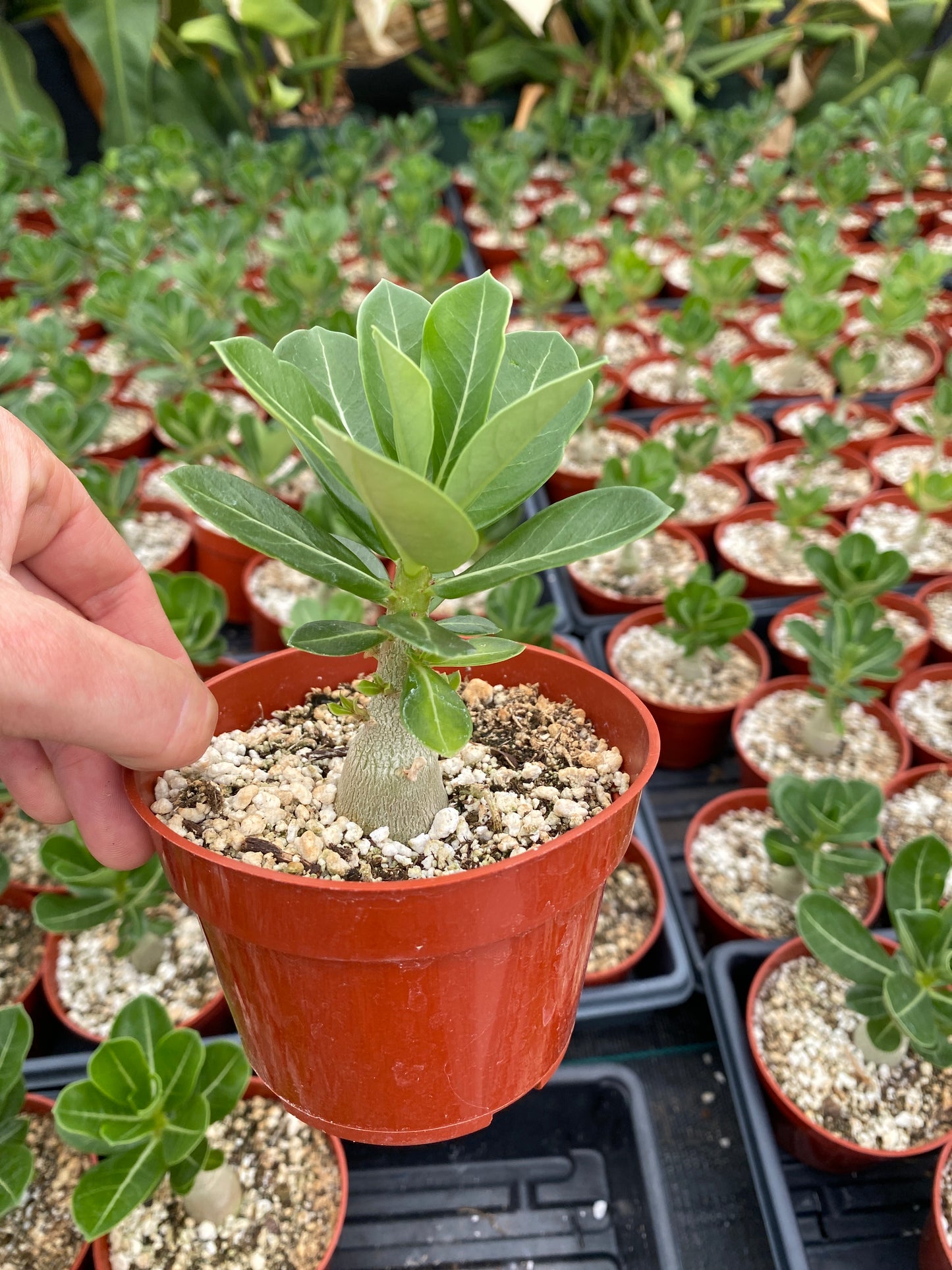 Adenium obesum – Red Desert Rose | Caudiciform Succulent Grown in Elfin Forest, California
