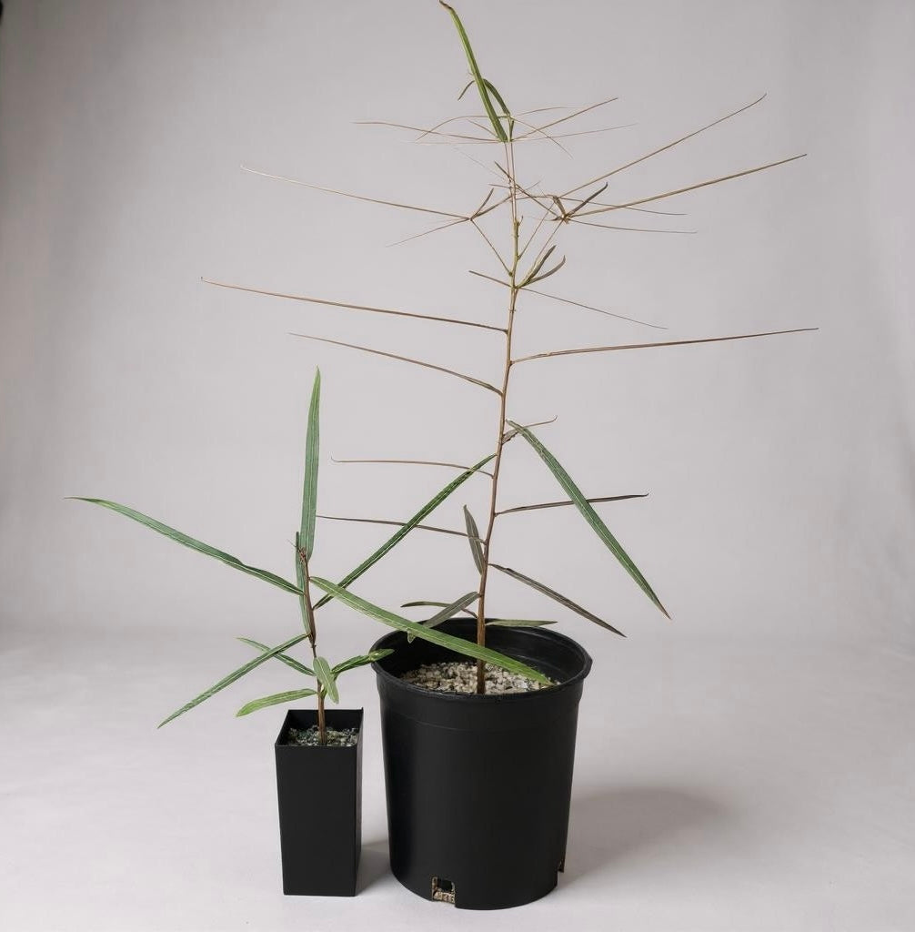 Queensland Bottle Tree (Brachychiton rupestris) – Rare Drought-Tolerant Tree – Grown in Elfin Forest, California