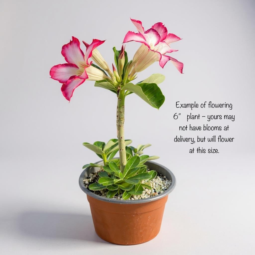 Adenium obesum Picotee – Desert Rose (Red & White Bicolor) – Grown in Elfin Forest, California