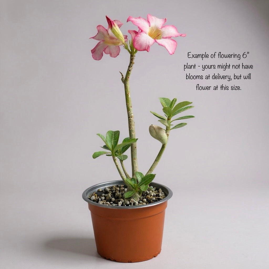 Adenium obesum – Desert Rose (Pink & White Bicolor) – Grown in Elfin Forest, California