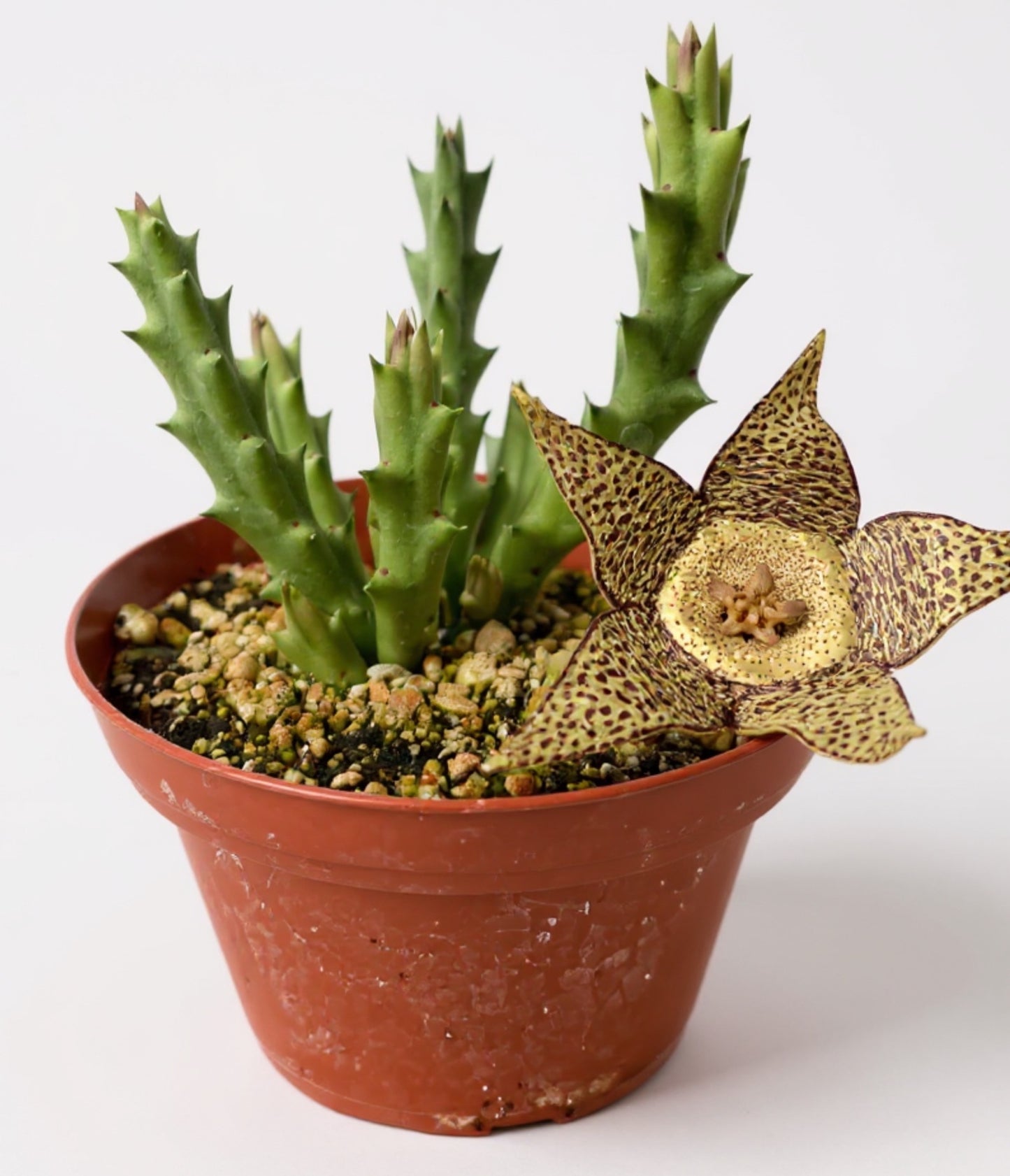 Stapelia variegata (Starfish Flower) – Unique Succulent with Mottled Star Blooms – Grown in Elfin Forest, California