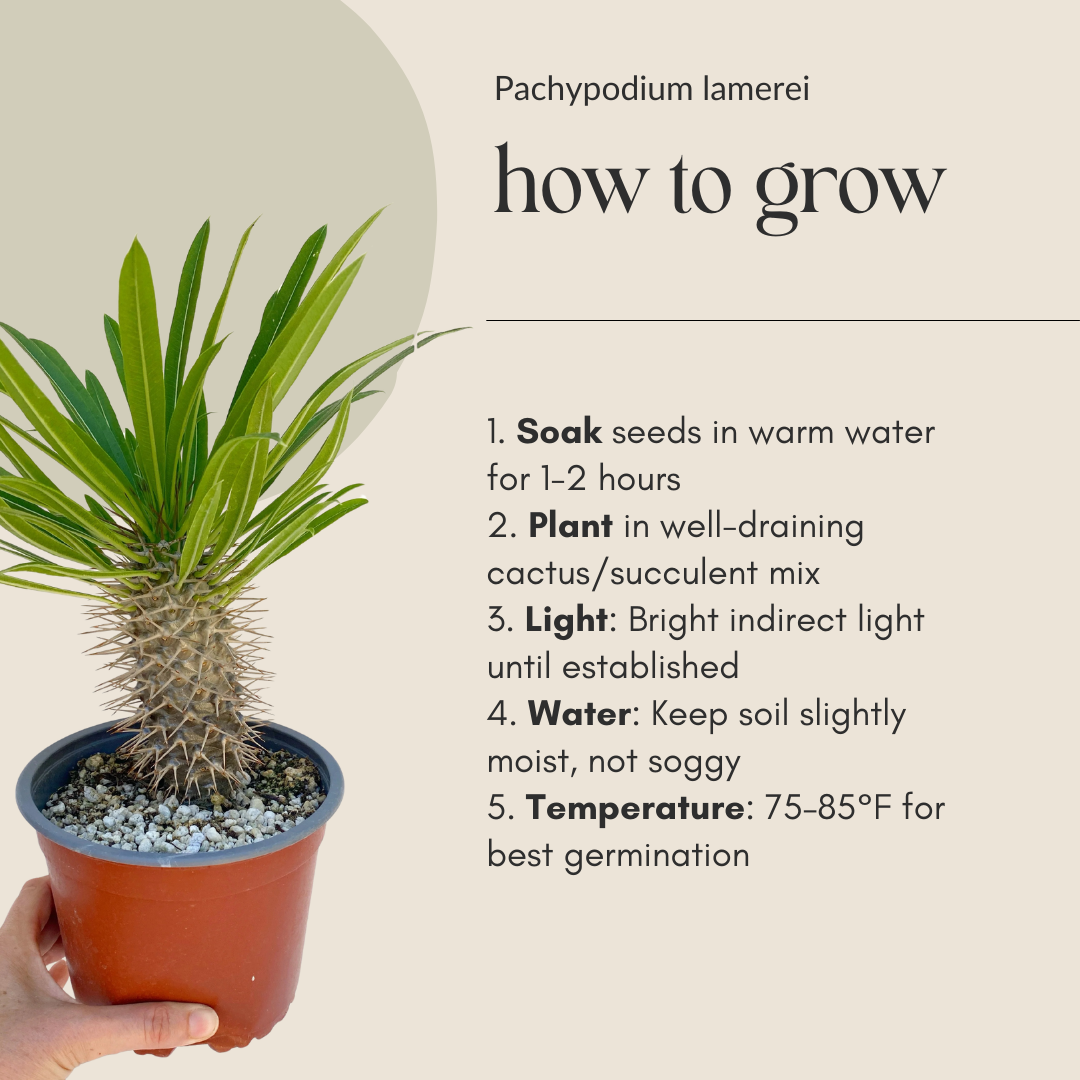 Pachypodium lamerei Seeds (Madagascar Palm) – Exotic Succulent Seeds – Grown in Elfin Forest, California