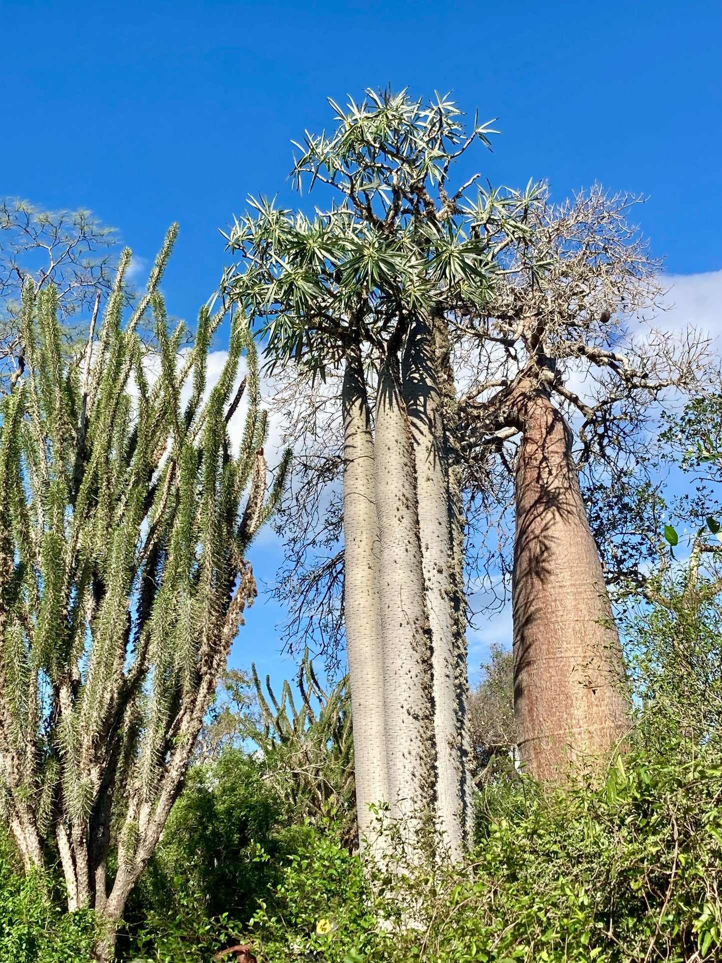 Pachypodium geayi – Silver Madagascar Palm - Exotic Succulent Grown in Elfin Forest, California