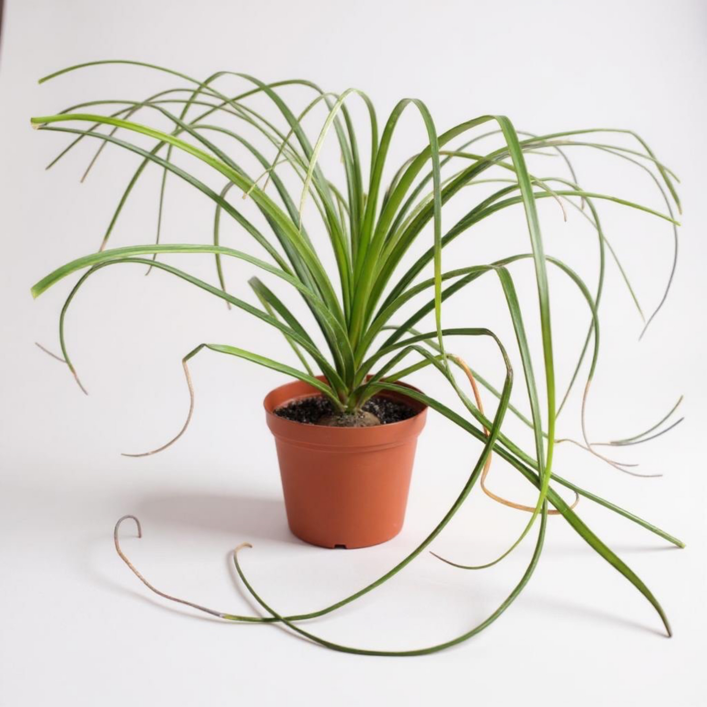 Ponytail Palm (Beaucarnea recurvata) | Elephant's Foot Tree - Grown in Elfin Forest, California