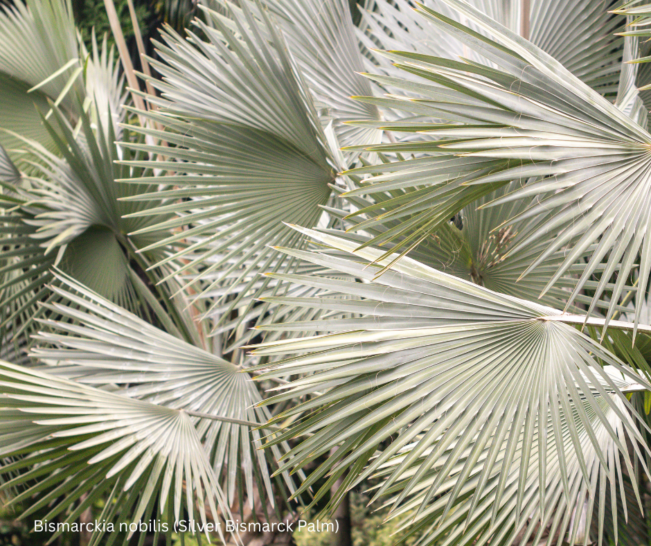 Bismarckia nobilis (Silver Bismarck Palm) - 100 Seeds - Wholesale Bulk