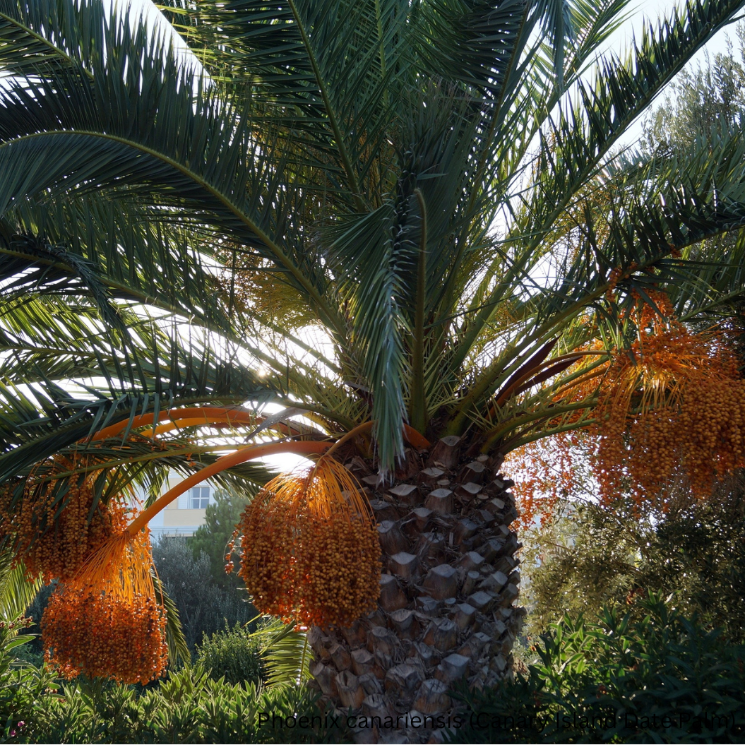 Phoenix canariensis (Canary Island Date Palm) - 1,000 Seeds - Wholesale Bulk