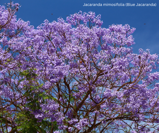 Jacaranda mimosifolia (Blue Jacaranda) - 1,000 Seeds - Wholesale Bulk - Harvested in Elfin Forest, California
