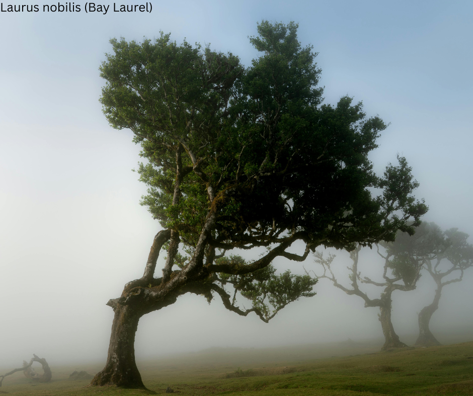 Laurus nobilis (Bay Laurel) - 1,000 Seeds - Wholesale Bulk