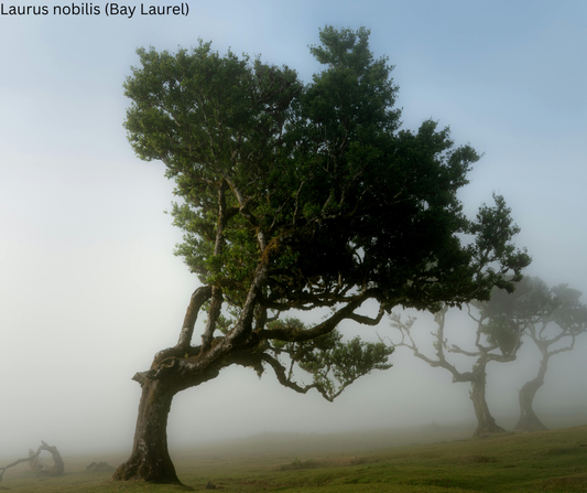 Laurus nobilis (Bay Laurel) - 1,000 Seeds - Wholesale Bulk