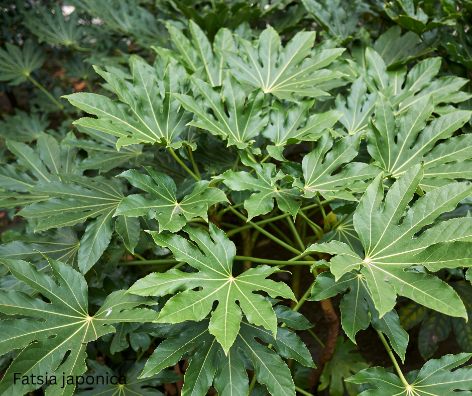 Fatsia japonica (Japanese Aralia) - 1,000 Seeds - Wholesale Bulk