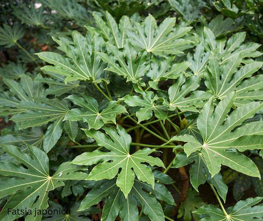 Fatsia japonica (Japanese Aralia) - 1,000 Seeds - Wholesale Bulk