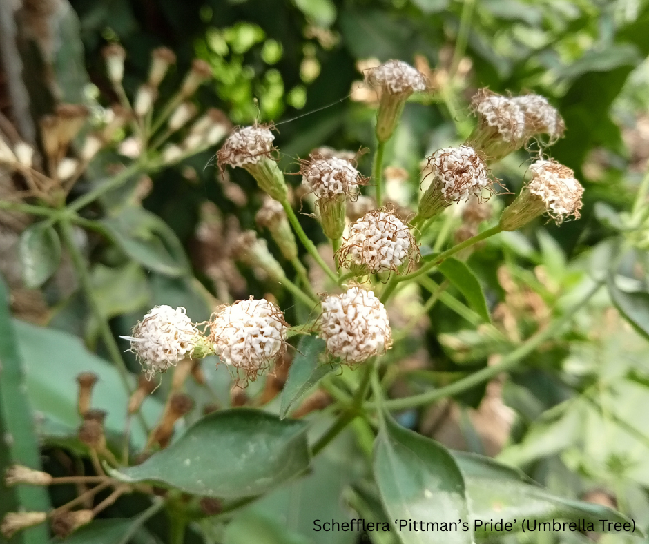 Schefflera ‘Pittman’s Pride’ (Umbrella Tree) - 1,000 Seeds - Wholesale Bulk - Harvested in Elfin Forest, California