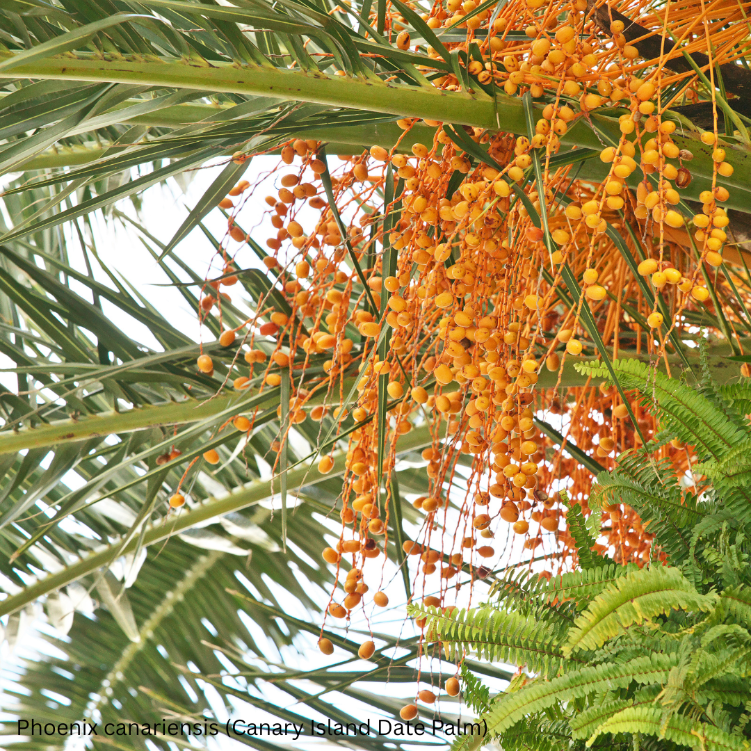 Phoenix canariensis (Canary Island Date Palm) - 1,000 Seeds - Wholesale Bulk