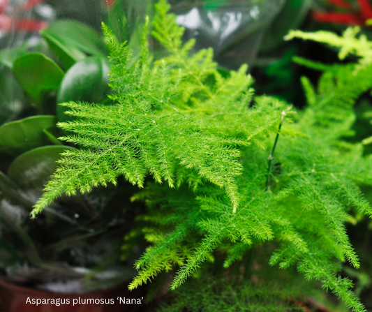 Asparagus plumosus ‘Nana’ (Dwarf Asparagus Fern) - 1,000 Seeds - Wholesale Bulk