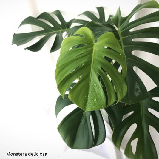Monstera deliciosa – Split Leaf Philodendron - fresh - 1,000 Seeds  - Wholesale Bulk