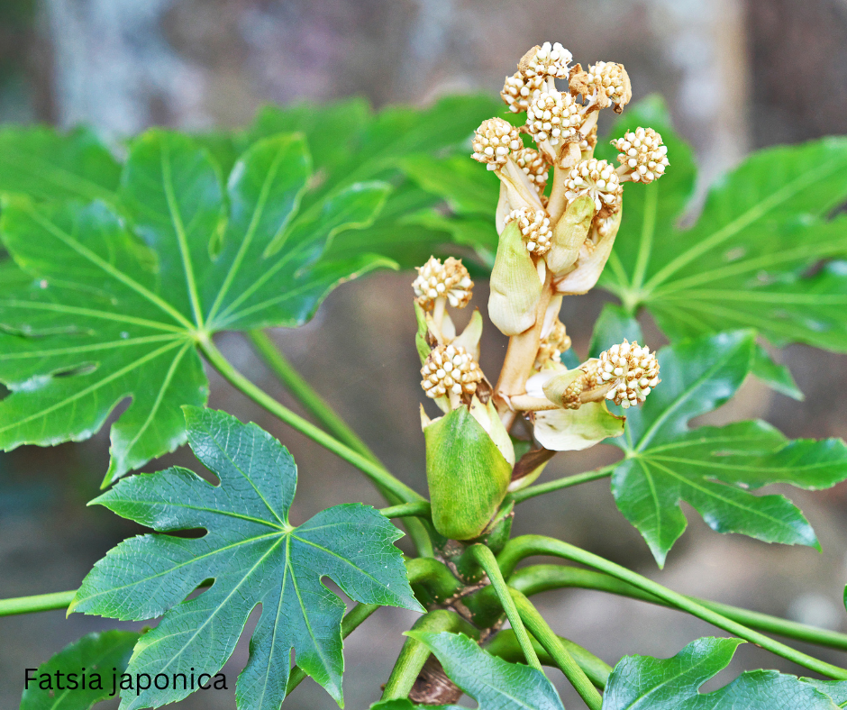 Fatsia japonica (Japanese Aralia) - 1,000 Seeds - Wholesale Bulk