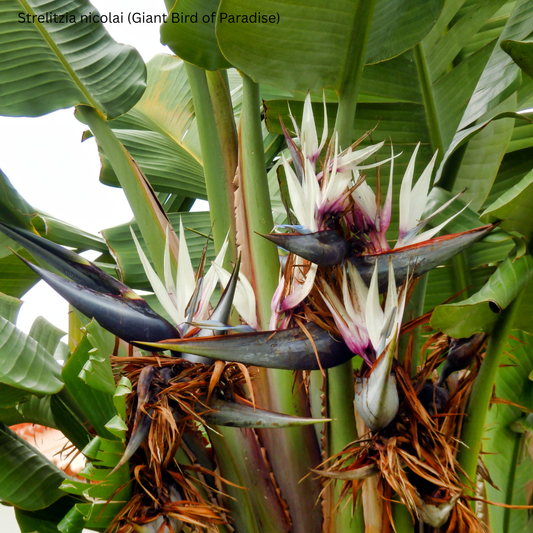 Strelitzia nicolai (Giant Bird of Paradise) - 1,000 Seeds - Wholesale Bulk - Grown in Elfin Forest, California
