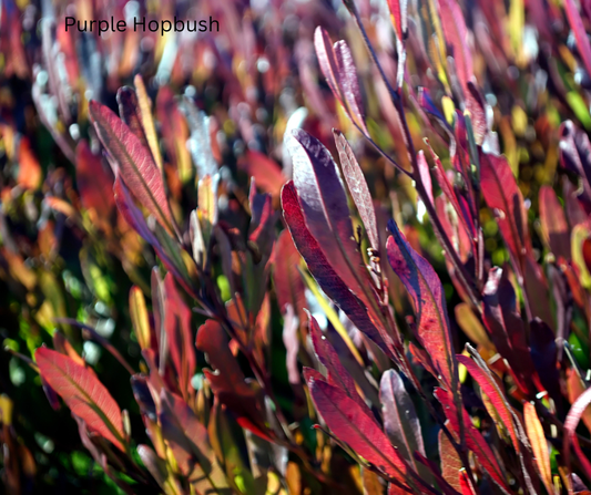 Dodonaea viscosa ‘Purpurea’ (Purple Hop Bush) - 1,000 Seeds - Wholesale Bulk