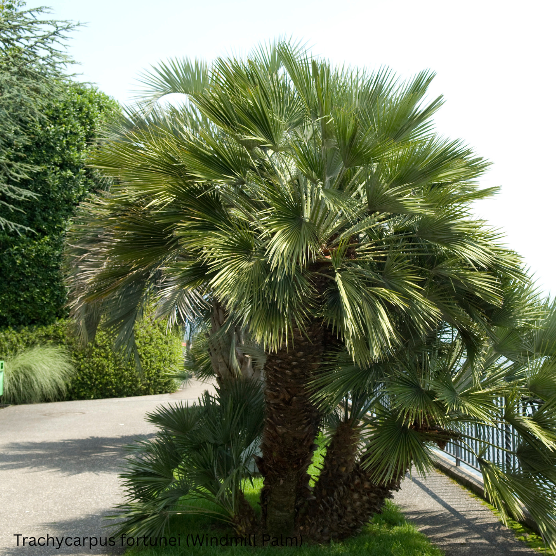 Trachycarpus fortunei (Windmill Palm) - 1,000 Seeds - Wholesale Bulk