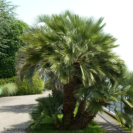 Trachycarpus fortunei (Windmill Palm) - 1,000 Seeds - Wholesale Bulk