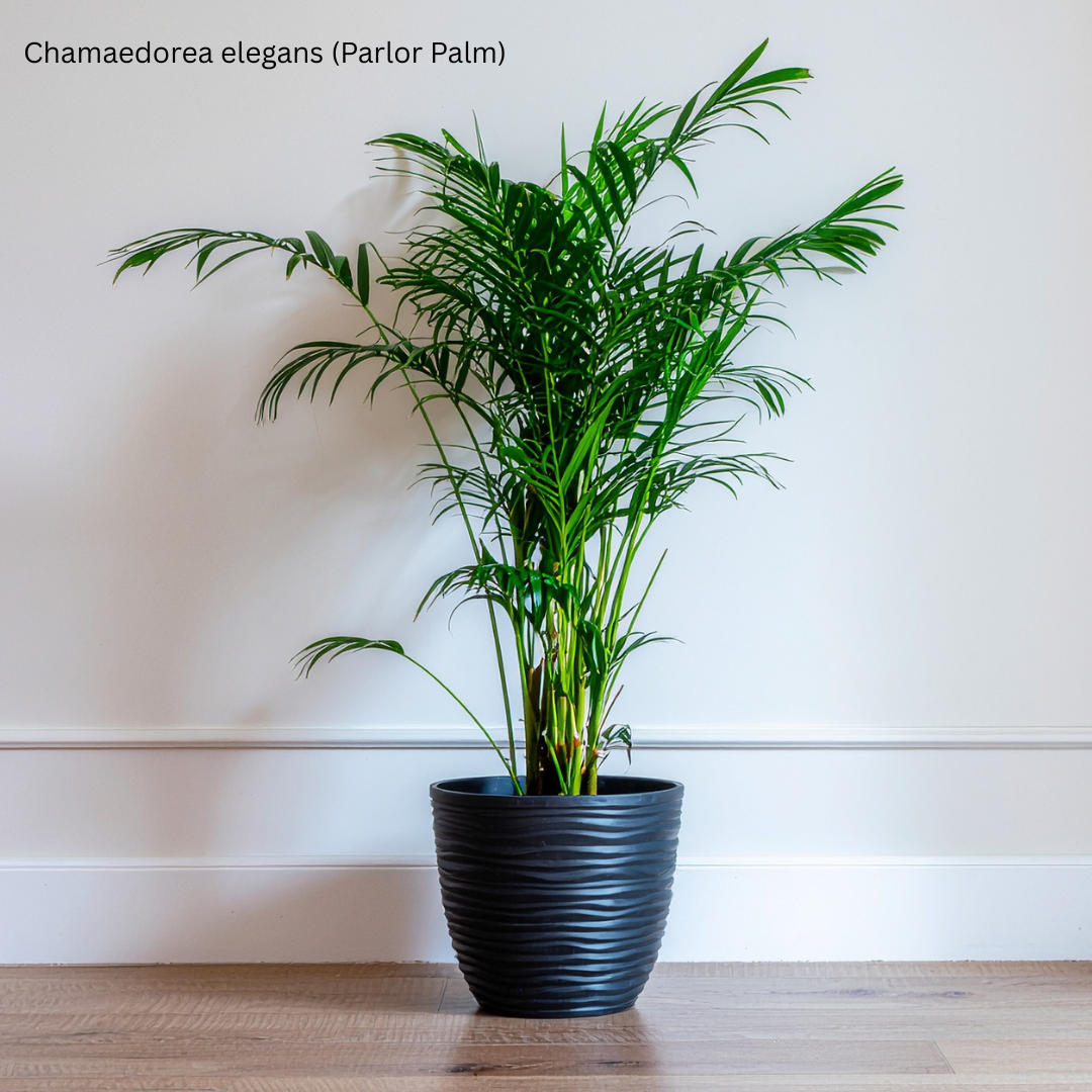 Chamaedorea elegans (Parlor Palm) - 1,000 Seeds - Wholesale Bulk