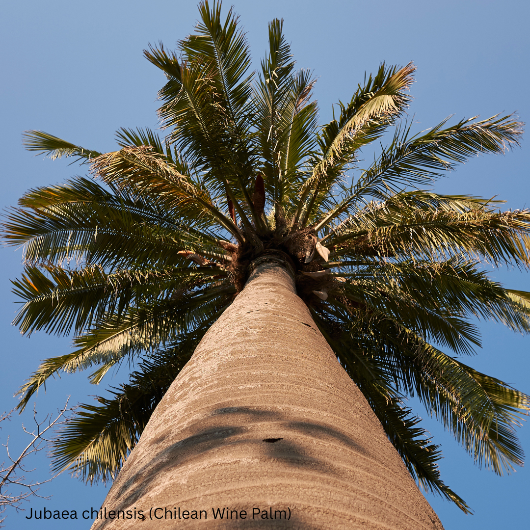Jubaea chilensis (Chilean Wine Palm) - 100 Seeds - Wholesale Bulk
