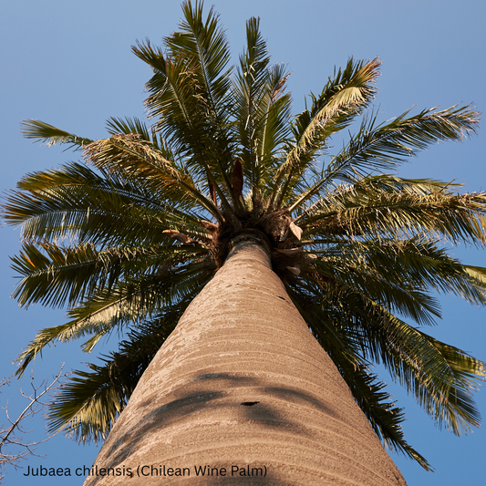 Jubaea chilensis (Chilean Wine Palm) - 100 Seeds - Wholesale Bulk
