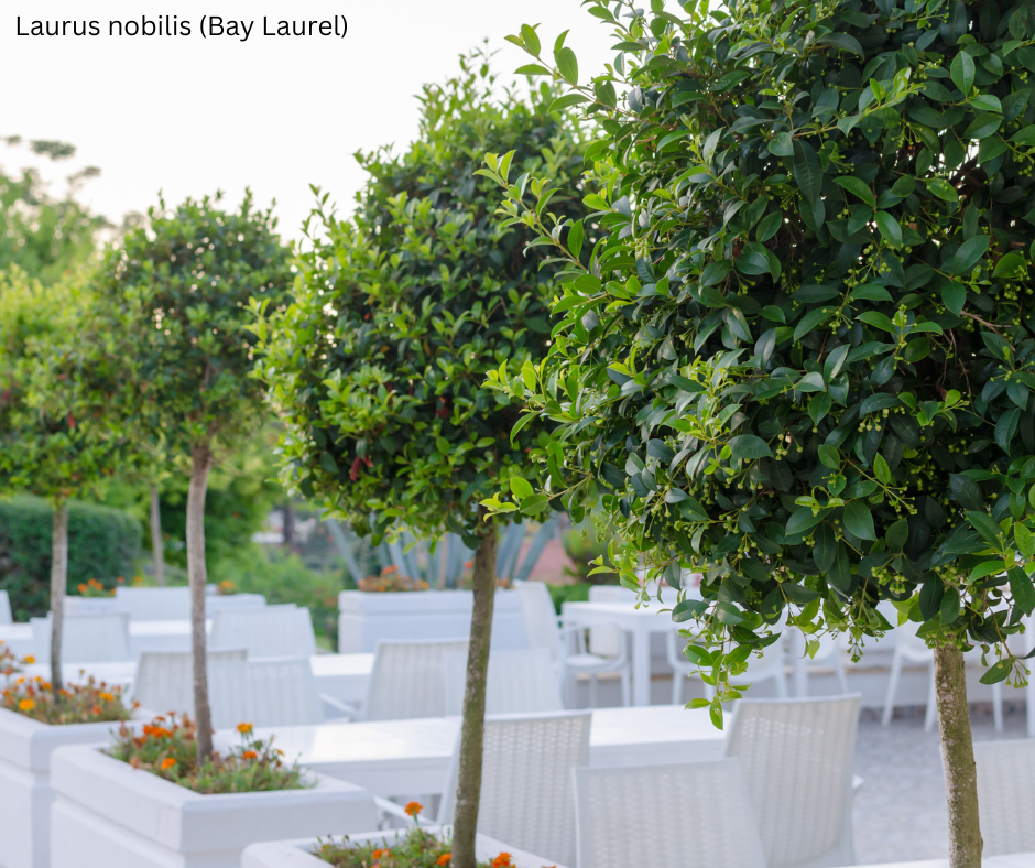 Laurus nobilis (Bay Laurel) - 1,000 Seeds - Wholesale Bulk