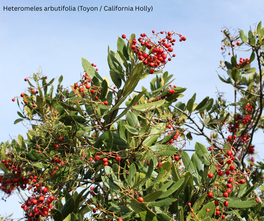 Heteromeles arbutifolia (Toyon / California Holly) - 1,000 Seeds - Wholesale Bulk