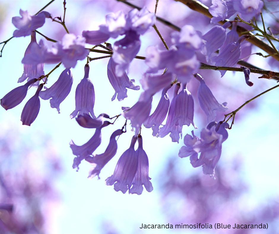 Jacaranda mimosifolia (Blue Jacaranda) - 1,000 Seeds - Wholesale Bulk - Harvested in Elfin Forest, California