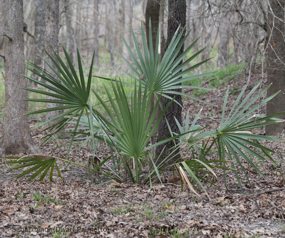 Sabal minor (Dwarf Palmetto) - 1,000 Seeds - Wholesale Bulk