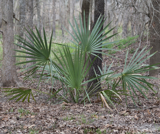 Sabal minor (Dwarf Palmetto) - 1,000 Seeds - Wholesale Bulk