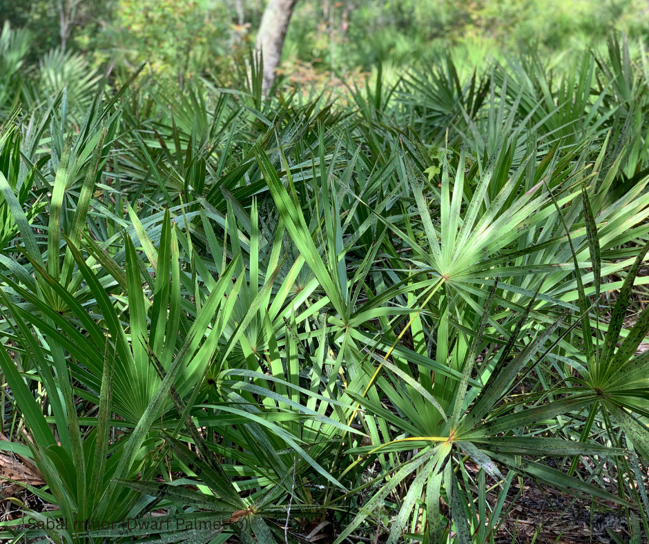 Sabal minor (Dwarf Palmetto) - 1,000 Seeds - Wholesale Bulk