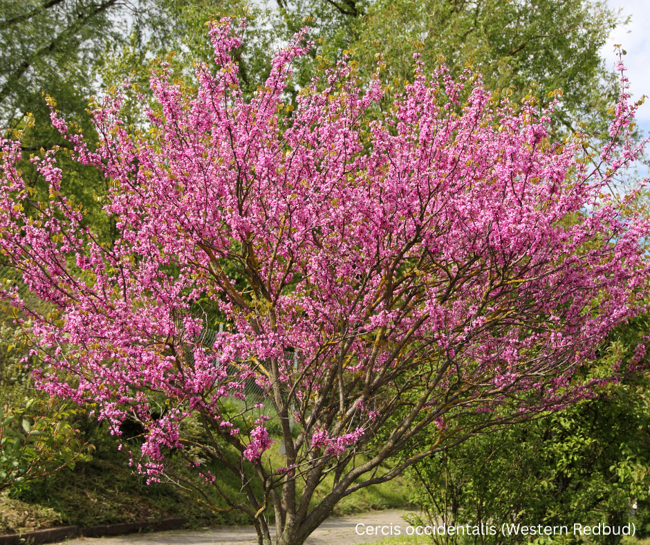Cercis occidentalis (Western Redbud) - 1,000 Seeds - Wholesale Bulk