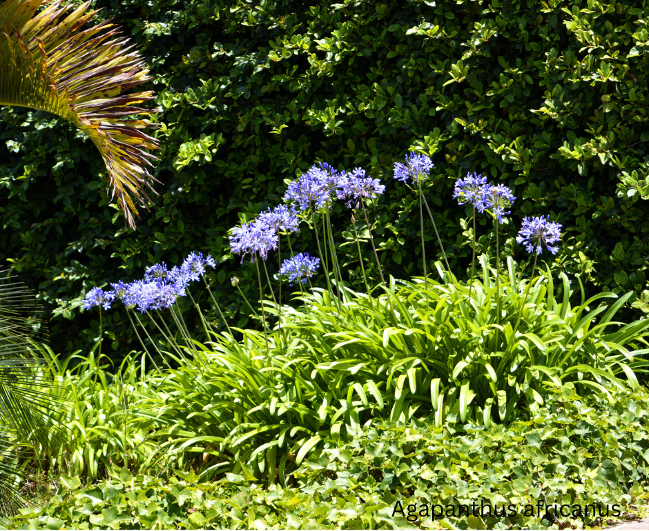 Agapanthus africanus (Blue African Lily) - 1,000 Seeds - Wholesale Bulk
