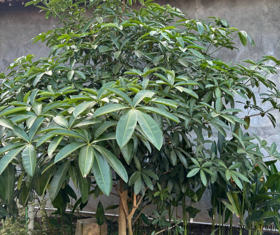 Schefflera ‘Pittman’s Pride’ (Umbrella Tree) - 1,000 Seeds - Wholesale Bulk - Harvested in Elfin Forest, California